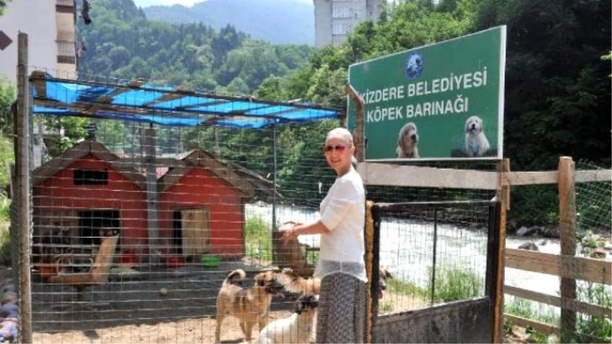 Kadın Noter, Bakımını Yapıp Tedavi Ettiği Sokak Köpeklerini Sahiplendirmeye Başladı