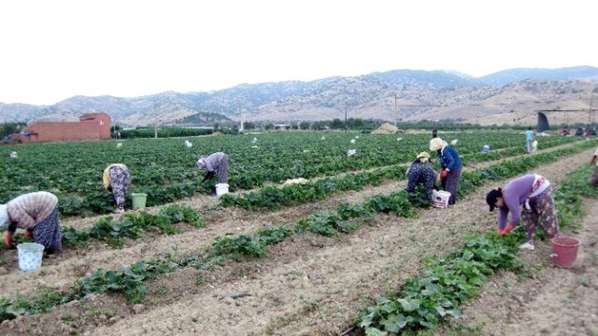 Tarlada Hem Oruç Tuttular Hem Ekmek Parasını Kazandılar