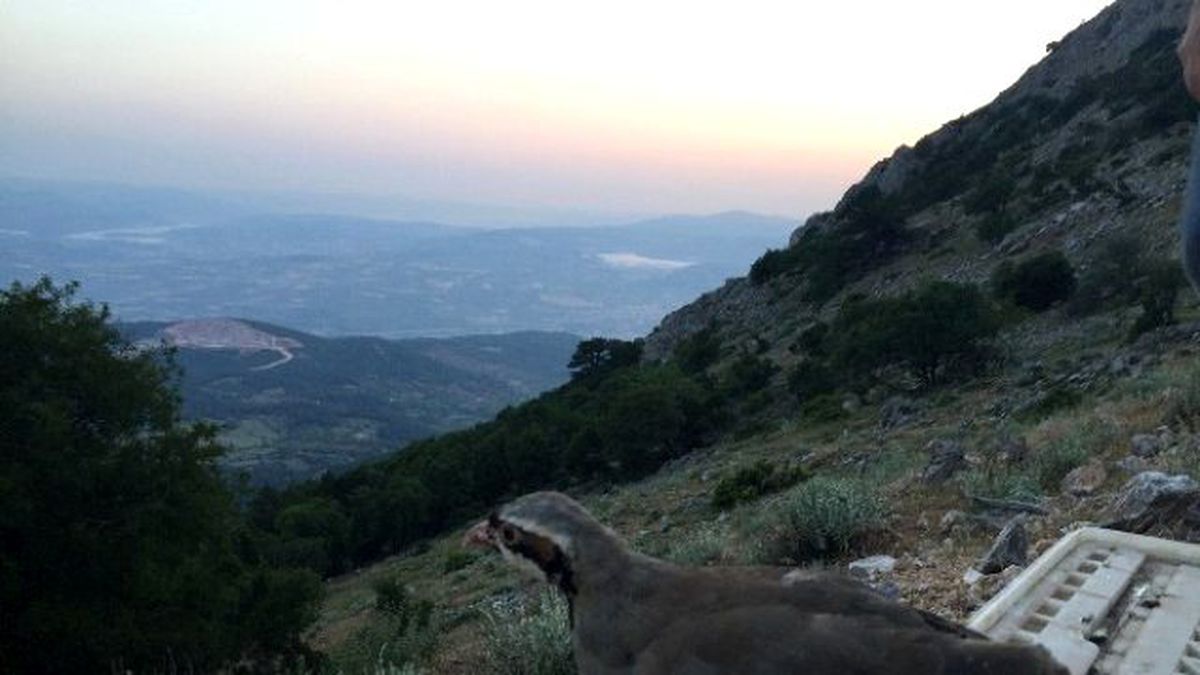 Somalı Avcılar Doğaya Keklik Saldı