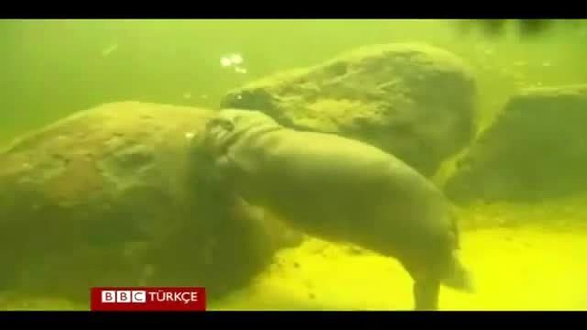 Yavru Cüce Su Aygırının İlk Yüzme Keyfi