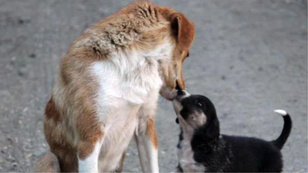 Annelerinin Terk Ettiği Yavru Köpeklere Başka Bir Köpek Sahip Çıktı