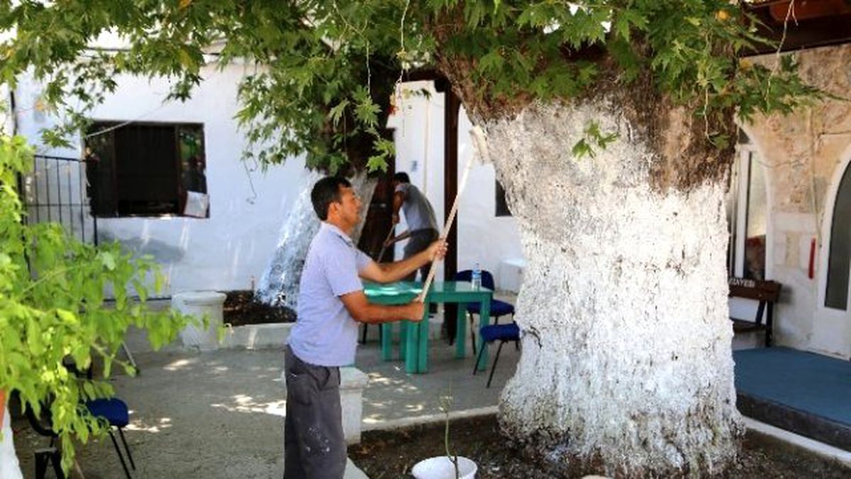 Bodrum\'daki 90 Caminin Temizliği ve Bakımı Yapılıyor