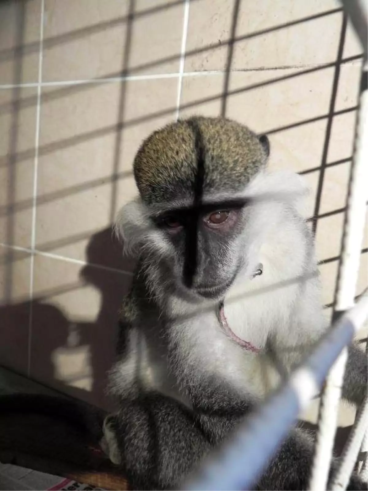 Firari Maymun \'Charlie\' Yatak Odasında Yakalandı