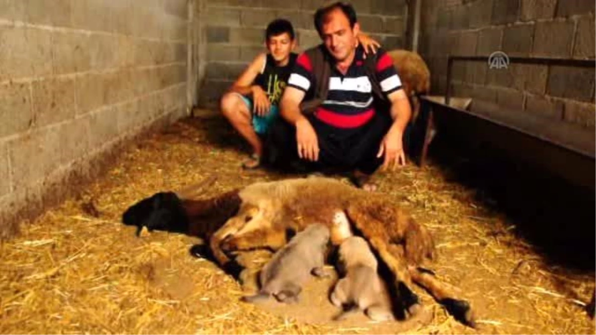 Kangal Yavrularına Koyun "Annelik" Yapıyor