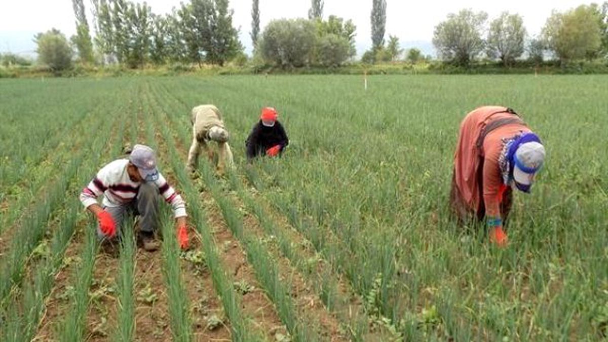 Mevsimlik Tarım İşçilerine Tarım, Beslenme ve Bebek Bakımı Eğitimi