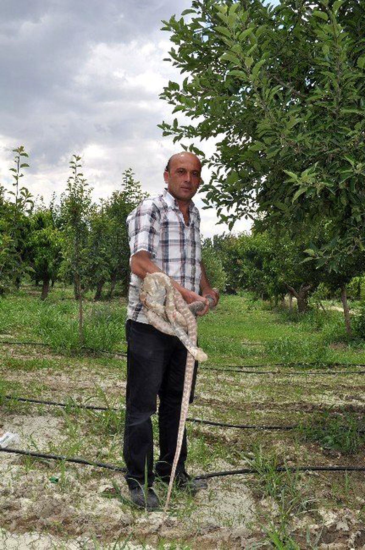 Korkuteli\'nde Meyve Bahçesindeki 2 Metrelik Yılan Korkuttu