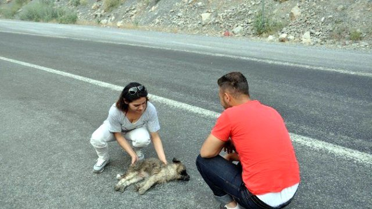 Çukurca\'da Sürücü Yavru Köpeğe Çarparak Kaçtı