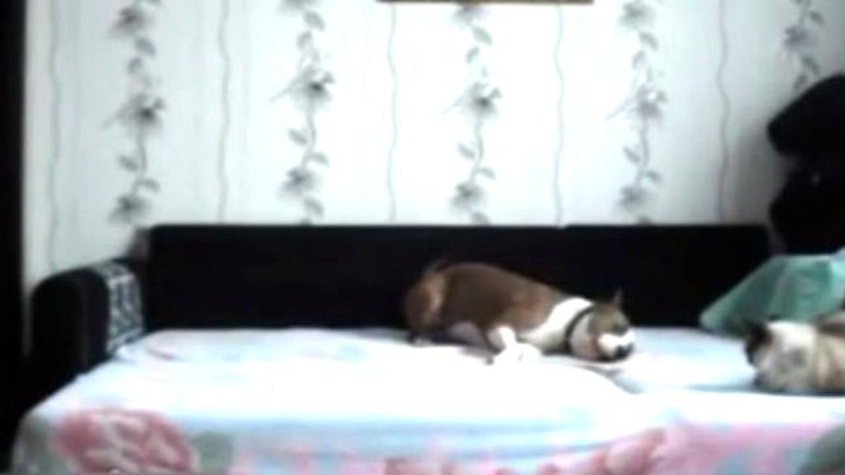 Yatak Odasına Kamera Yerleştirip Gün Boyu Köpeğini İzledi