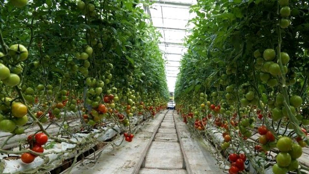 Kayseri Şeker Domatesleri Sofralarda