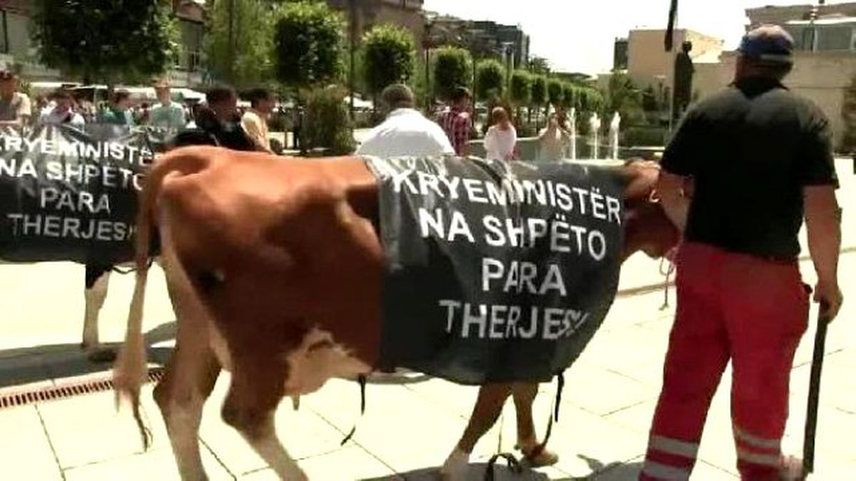 Kosovalı Süt Üreticileri Başbakanlık Binası Önünde İnekli Protesto Düzenledi