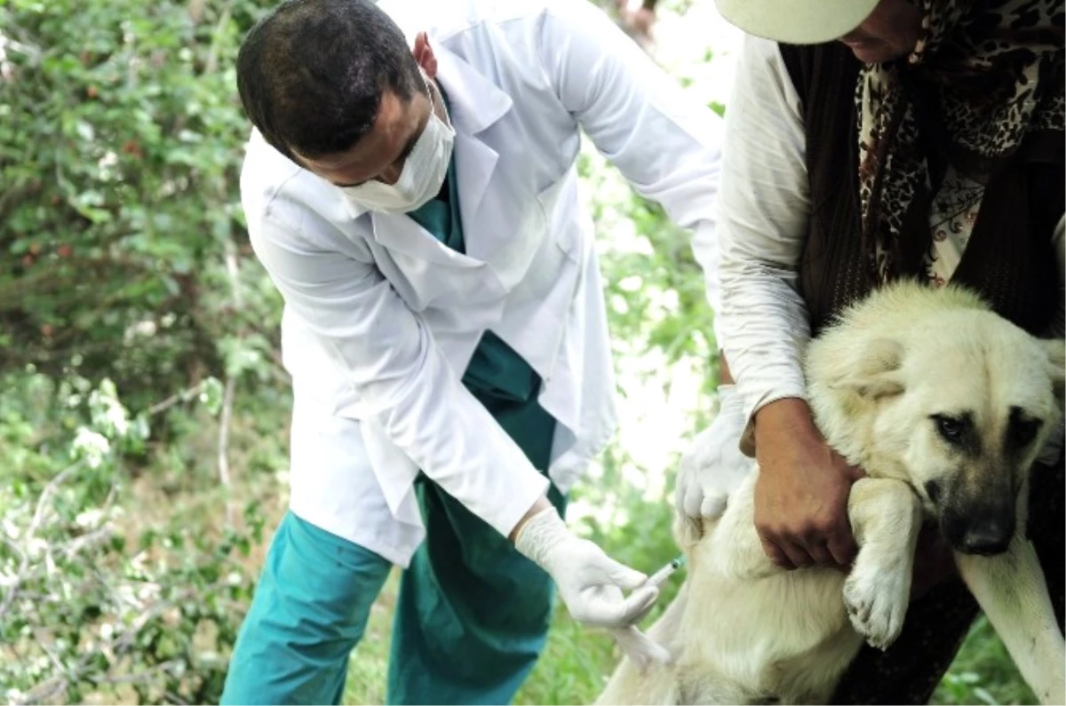 Mamak\'ta Kuduz Aşısı Kampanyası Devam Ediyor