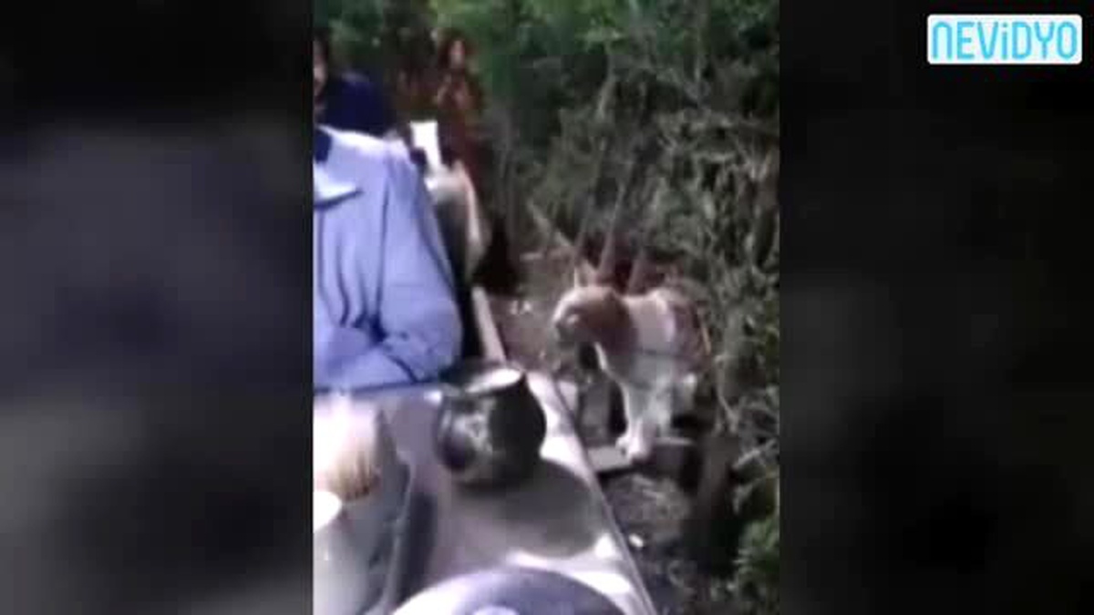 Saygılı Kedi İzleyenleri Güldürüyor