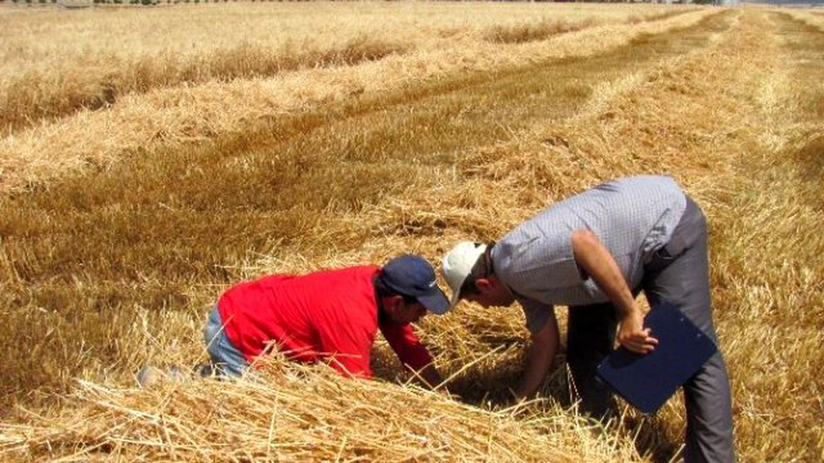 Araban Ovası\'nda Biçerdöver Kontrollerden Geçiriliyor