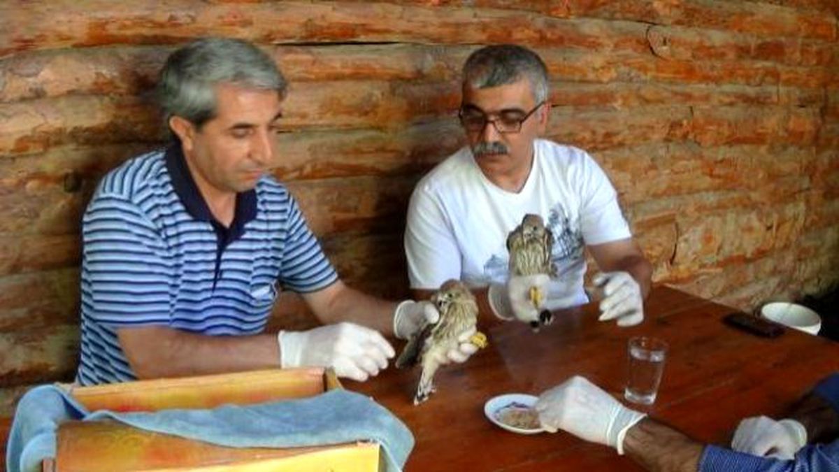 Bitkin Bulunan Kerkenezlere Bakım