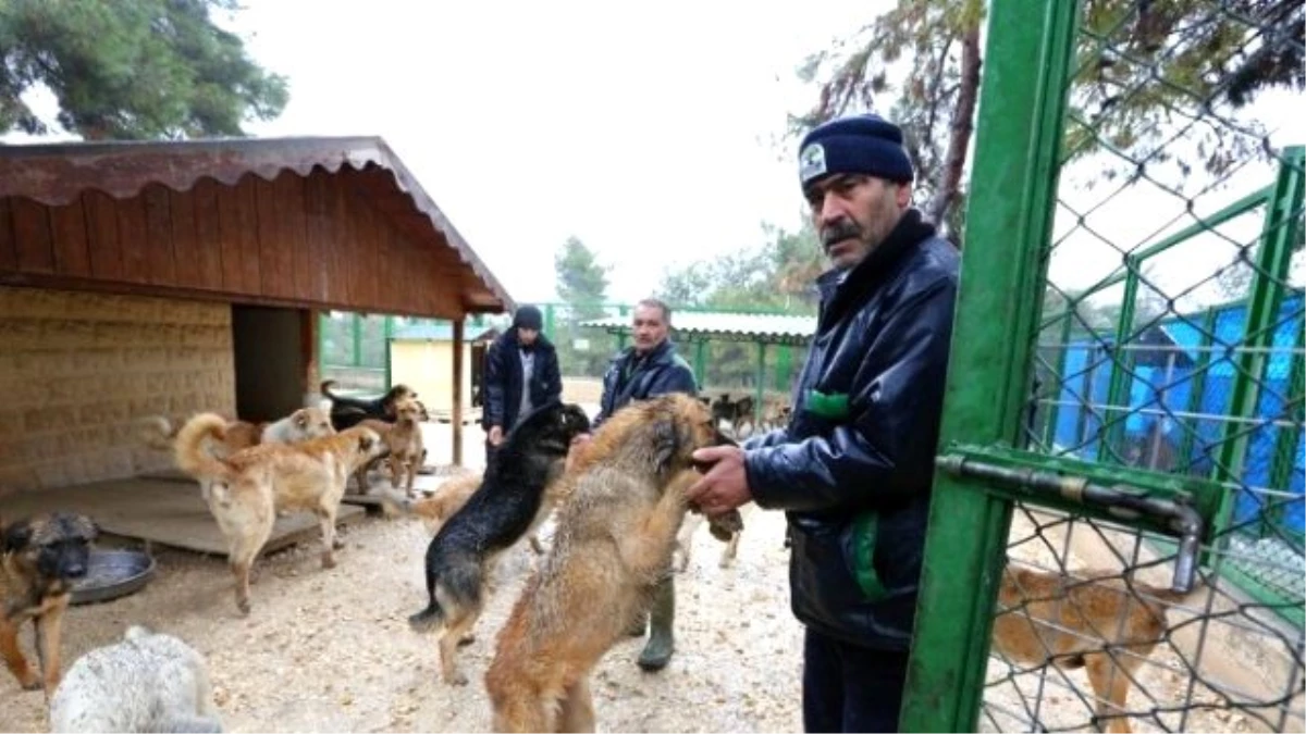Büyükşehir, Nizip\'teki Köpek Barınağını İyileştirecek