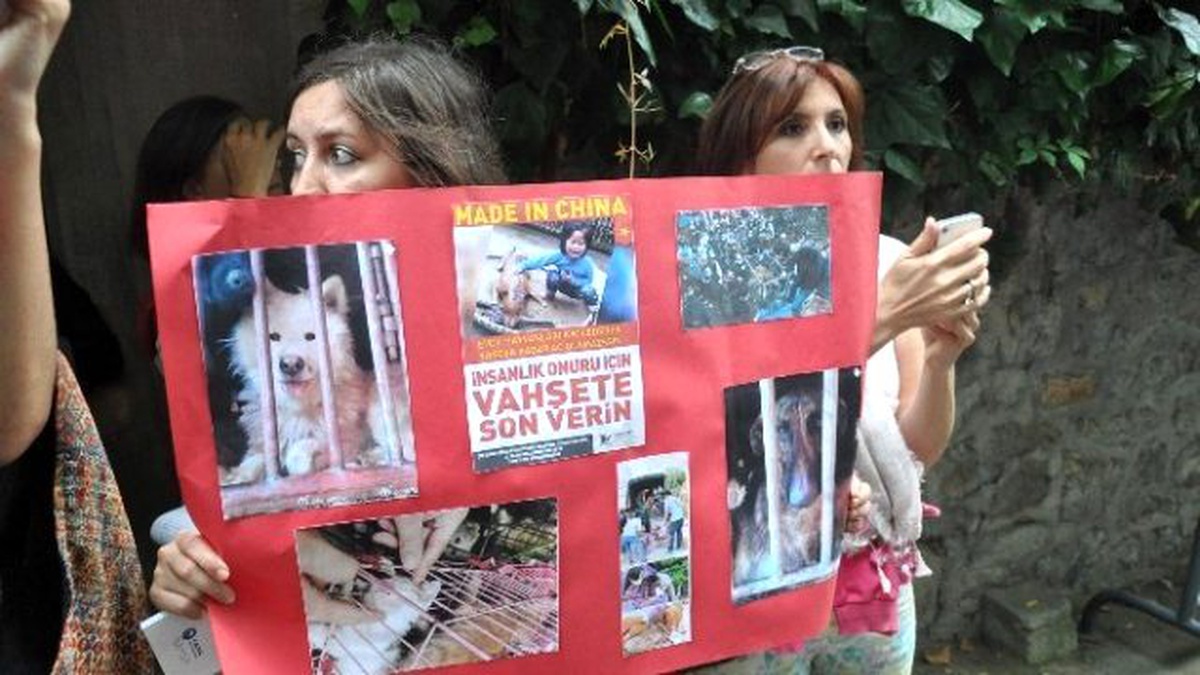 Haytap, Çin\'deki Köpek Eti Festivalini Protesto Etti