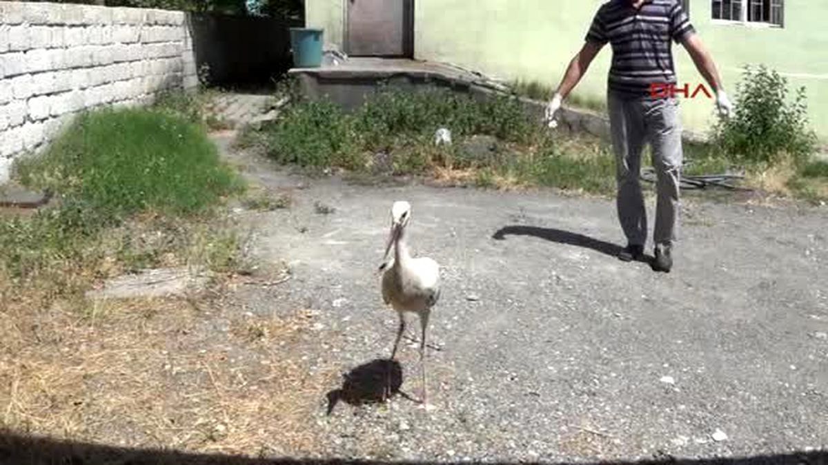 Iğdır Bitkin Bulunan Kerkenezlere Bakım