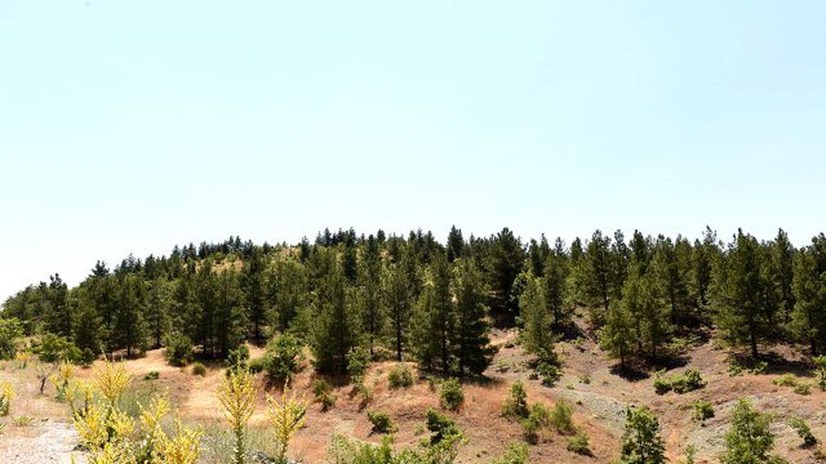 Malatya Büyükşehir\'den Sokak Hayvanları İçin Örnek Proje