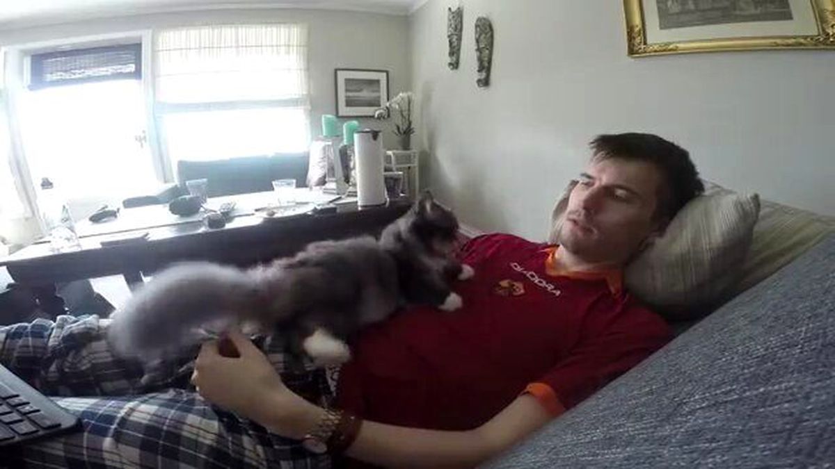 Sahibinden ilgi bekleyen ama bulamayan kedi