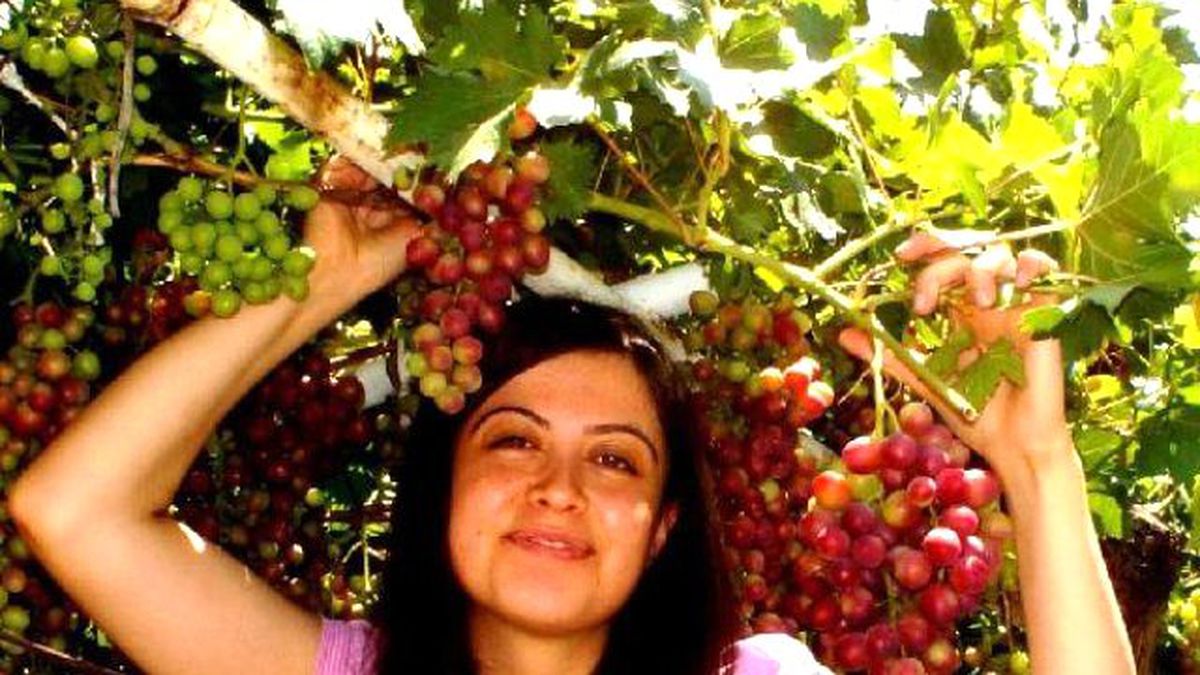 Sarıgöl\'de Erkenci Üzüm Yetiştirildi