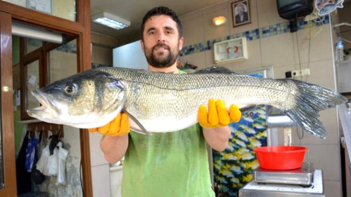 Sinop\'ta 8 Kiloluk Levrek Yüz Güldürdü