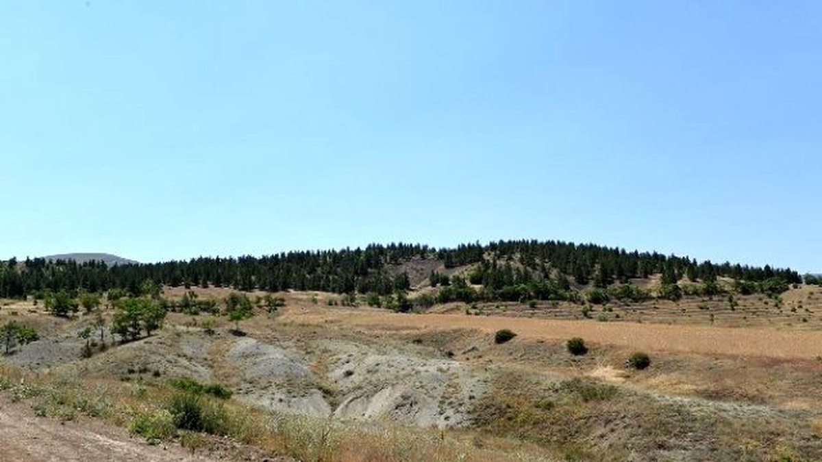 Sokak Hayvanları İçin Doğal Yaşam Alanı Oluşturulacak