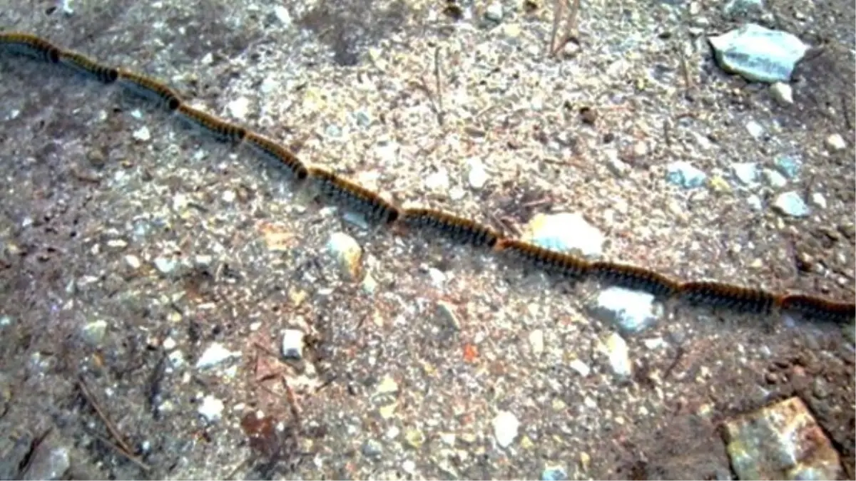 Tırtılların Nizamiye Girişi