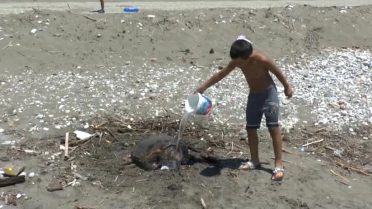 Yaralı Caretta Caretta Tedavi Edildi