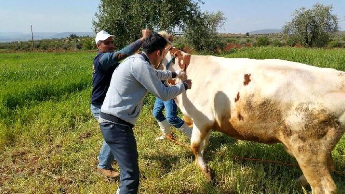 Düzce\'de 18 Bin 409 Hayvan Aşılandı