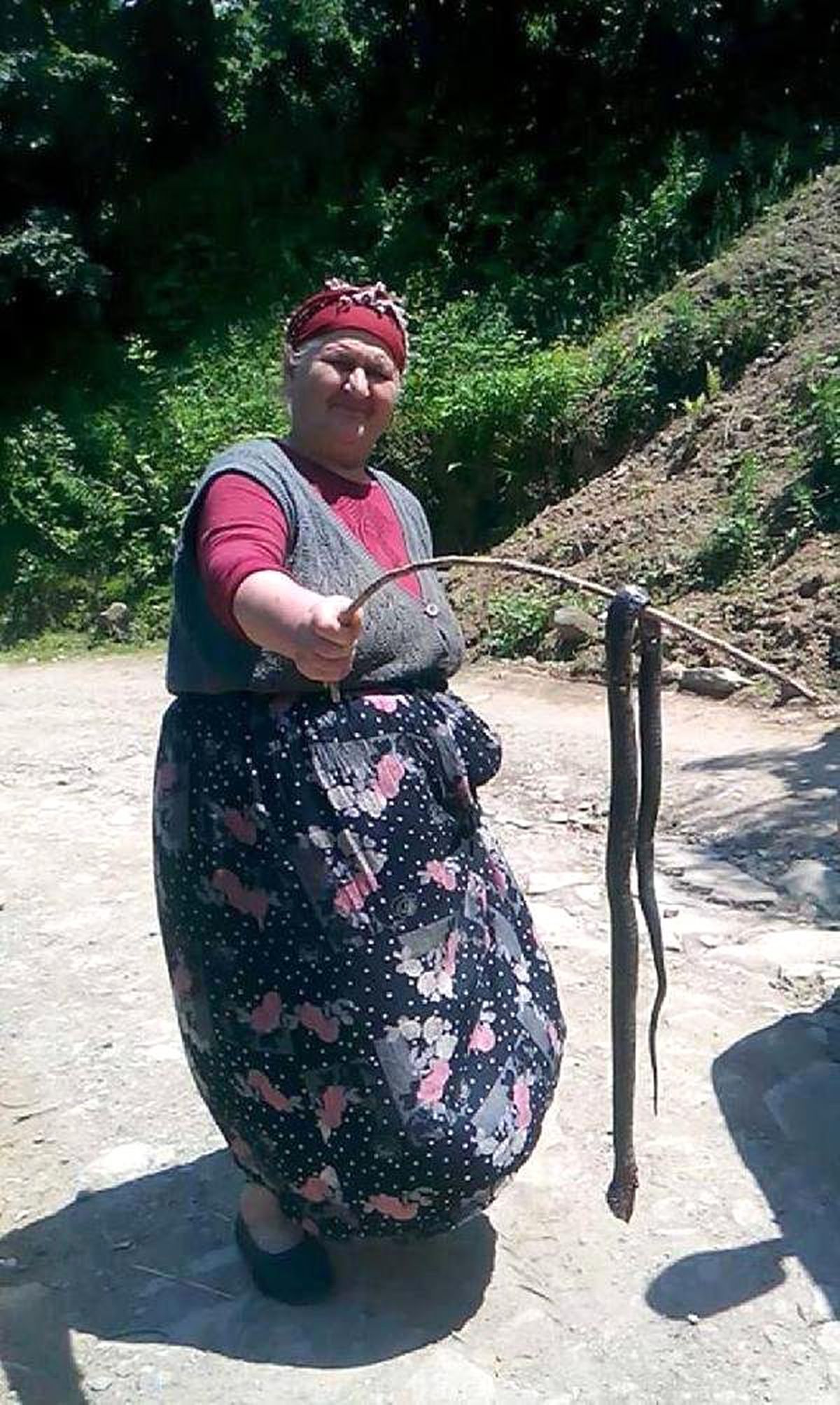 Fındık Bahçelerinde Görülen Yılanlar Korkutuyor