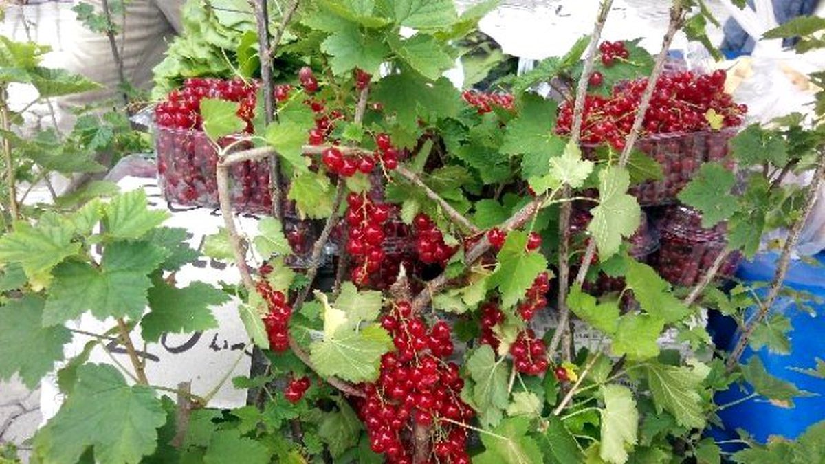 Frenk Üzümü Tezgahlarda Yerini Aldı