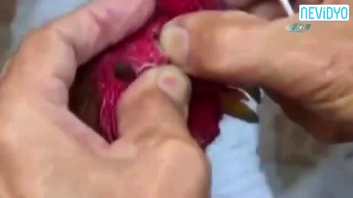 Horozun Gözlerinden Çıkanlar Şok Etti! (+18)