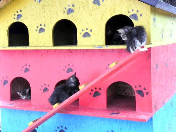 avcilar da sokak kedilerine 3 katli villa barinak son dakika