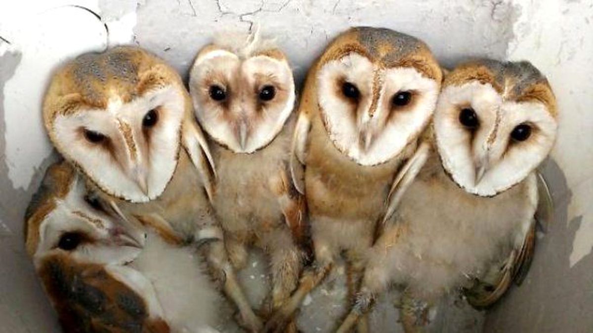 Terasta Aç Kalan Baykuşlar, Korumaya Alındı