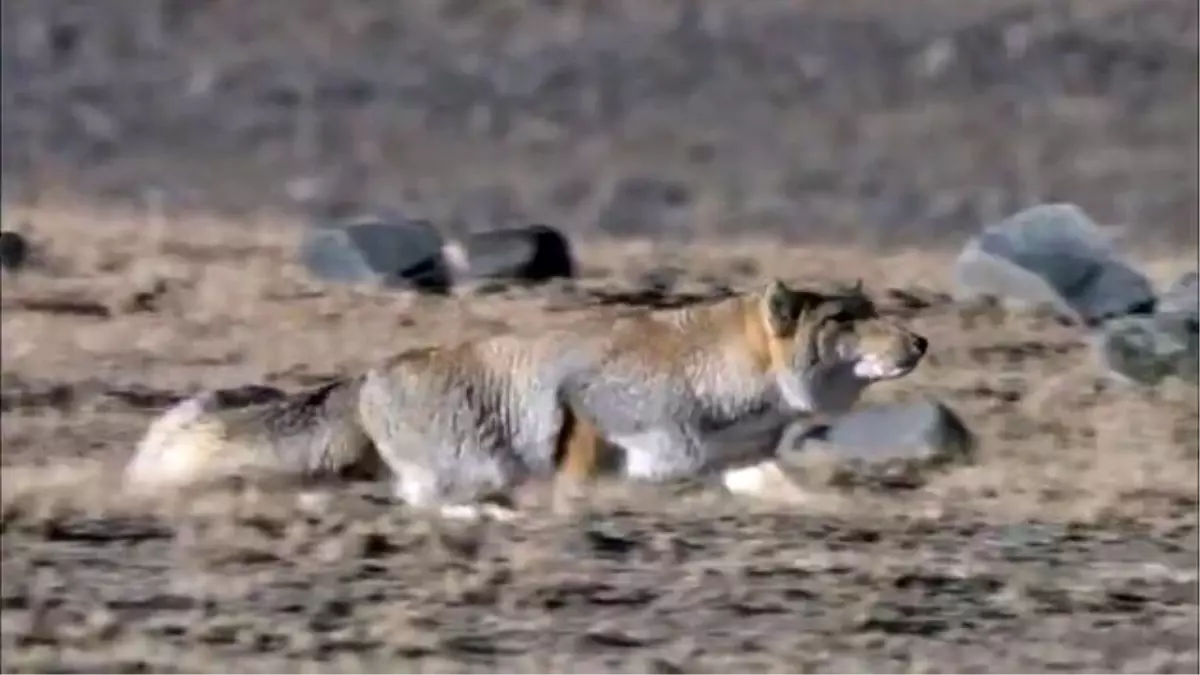 Tibet Tilkisi & Kaya Tavşanı