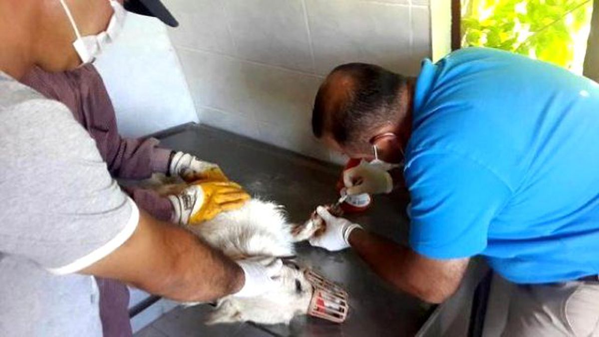 Eğirdir\'de Yaralı Köpek ve Leylek Tedavi Edildi