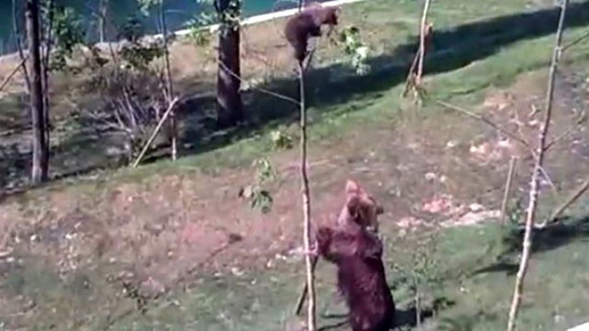 Ağaçtan İnmeyen Yavrusunu Böyle İndirdi