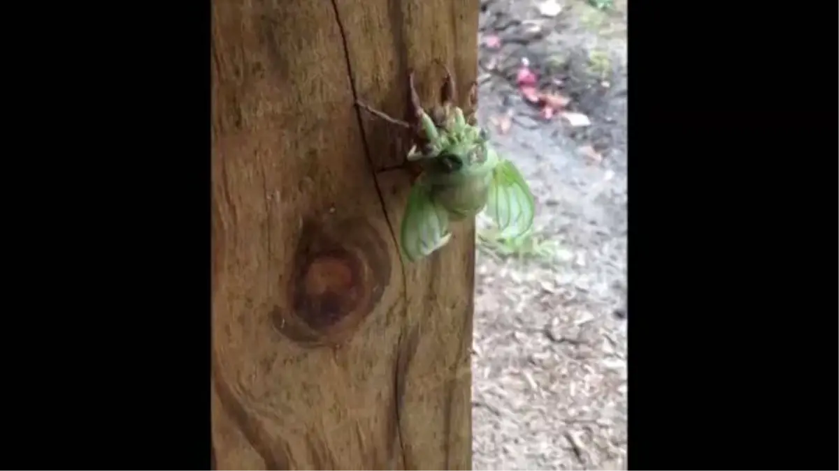 Ağustos Böceğinin Mucizevi Kabuk Değiştirme Anı