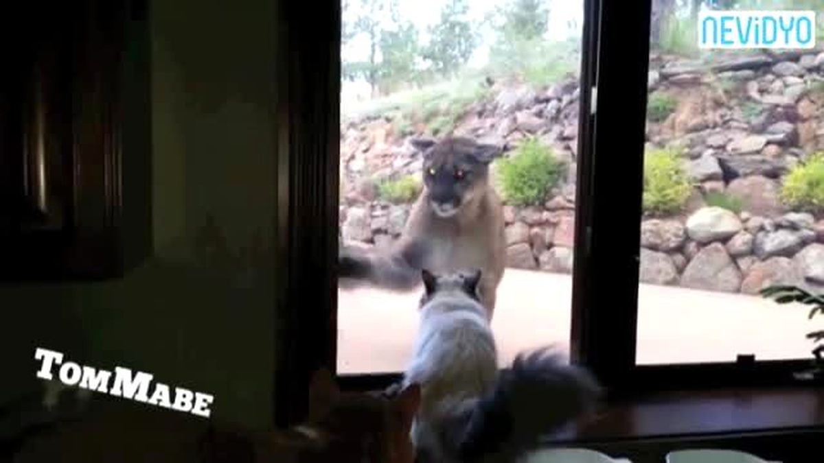 Aslana Kafa Tutan Cesur Kedi