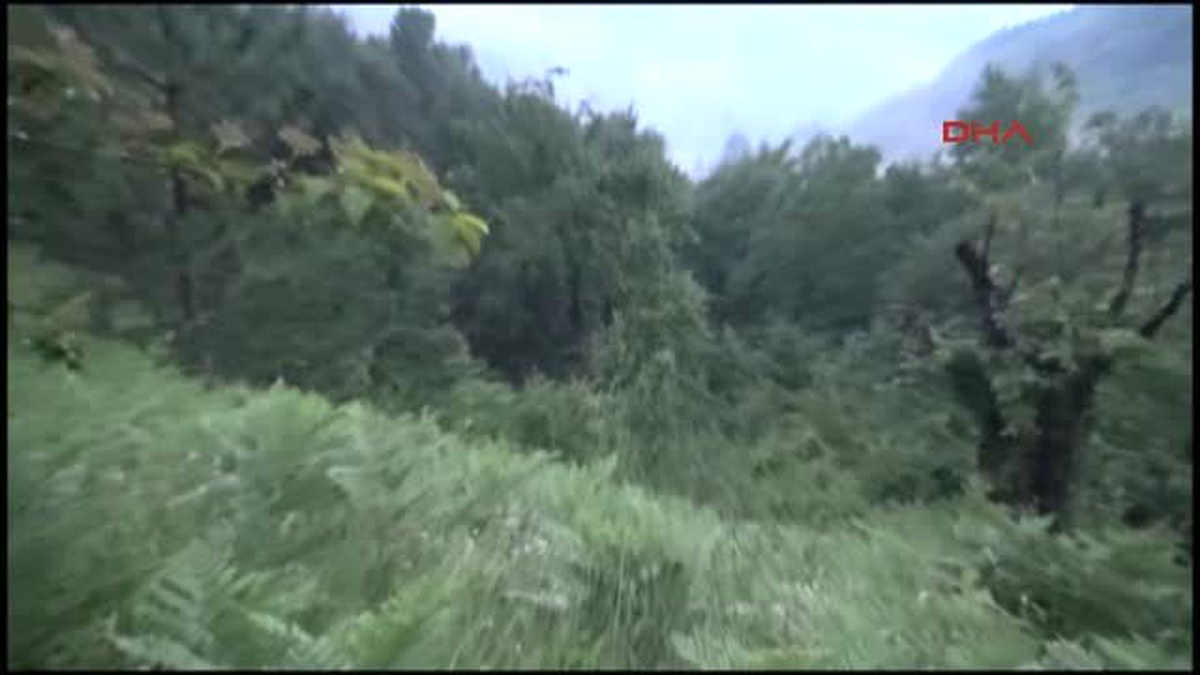 Bartın - Domuz Kapanına Yakalanan Ayı Telef Oldu