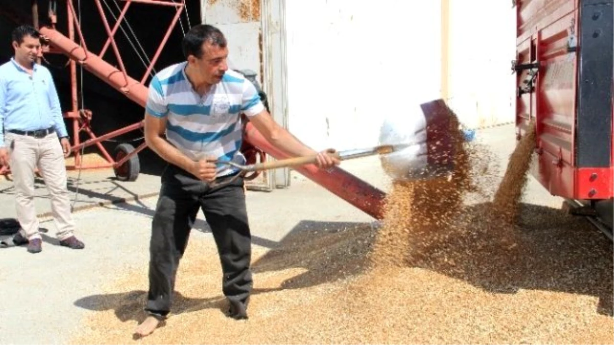 Buğdayda Verim Düşük, Kalite Yüksek