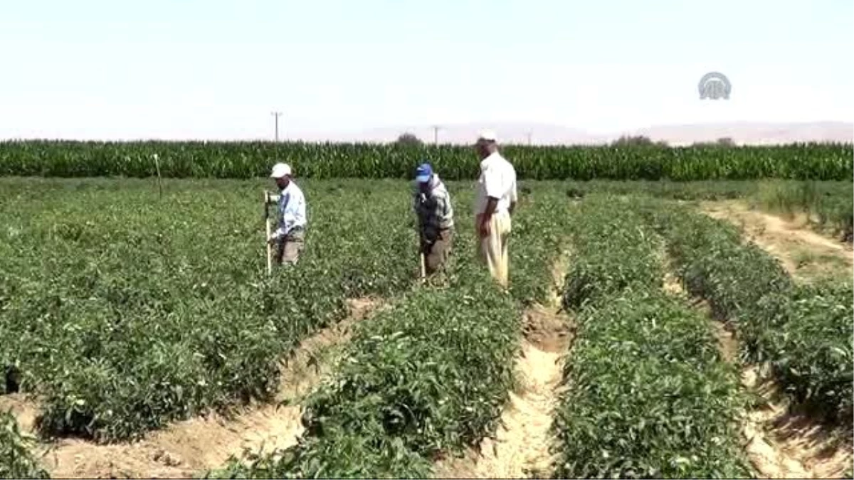 Çiftçiler, Zor Koşullarda Oruç Tutuyor