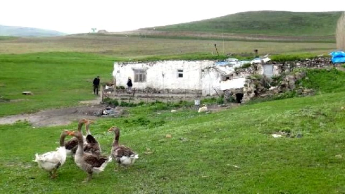 Elektrik Borcu İçin Kaz Yetiştiriyor