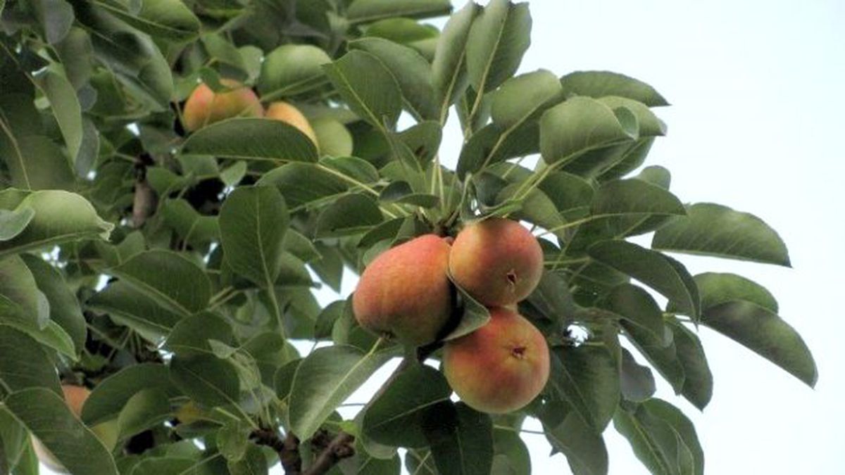 Erkenci Armut Ağacı Görenleri Şaşırttı