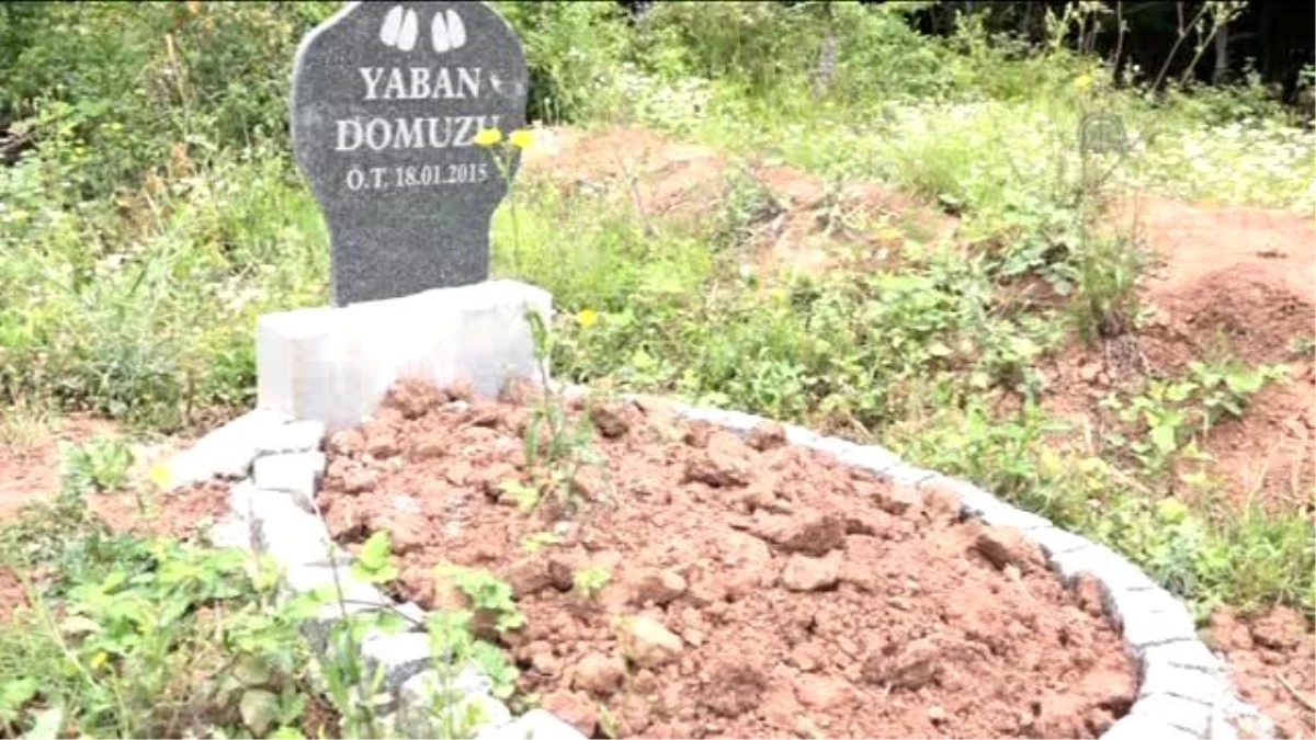 Samsun\'da Evcil Hayvanlar İçin Mezarlık Oluşturuldu
