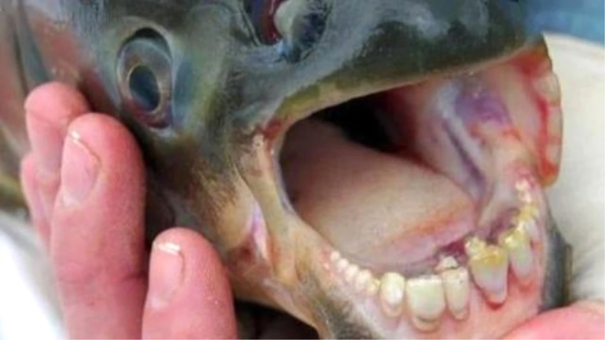 Fish With Human Teeth Found İn New Jersey