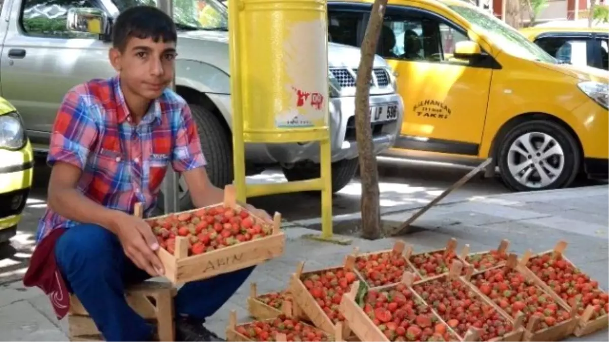 Gezin Çileği Tezgahtaki Yerini Aldı