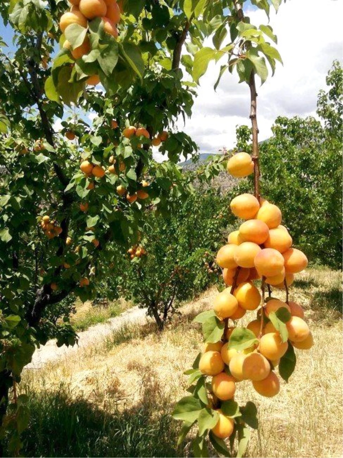 Kayısı Sezon Sonunda da Fiyatını Korudu