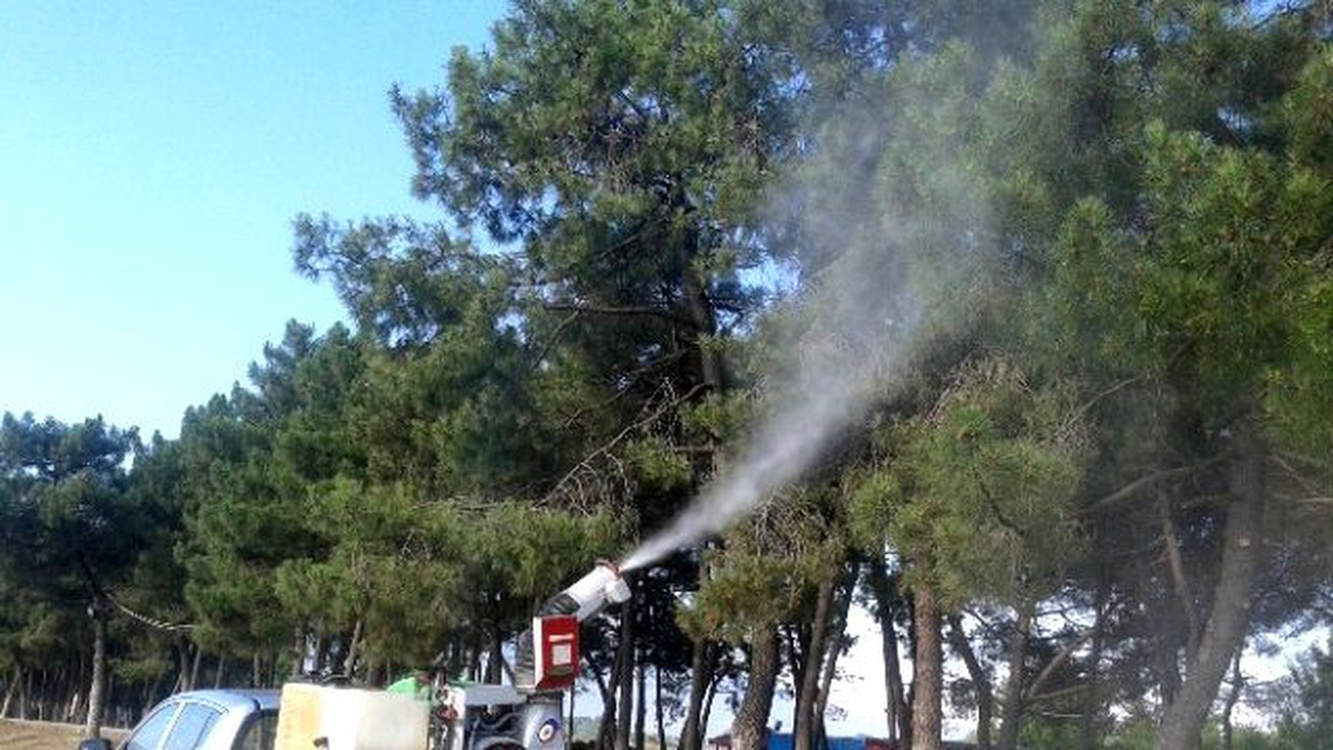 Orhangazi\'de Çam Ağaçları İlaçlanıyor
