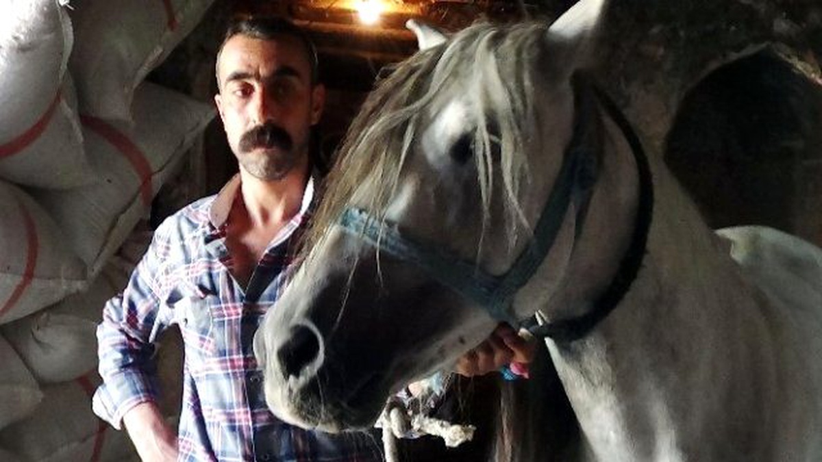 Rahvan Atlarının Nesli Tükenme Tehlikesiyle Karşı Karşıya